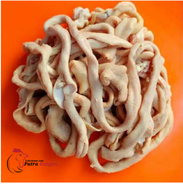 Usus Ayam